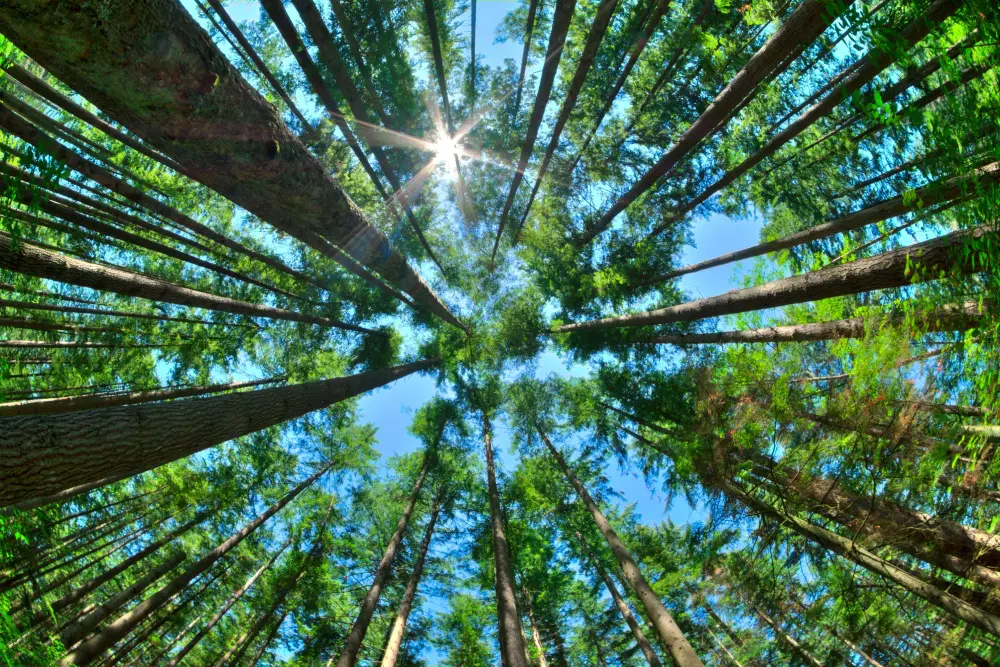A view of the sun through trees looking up.