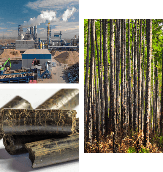 A collage of different types of trees and their biomass.